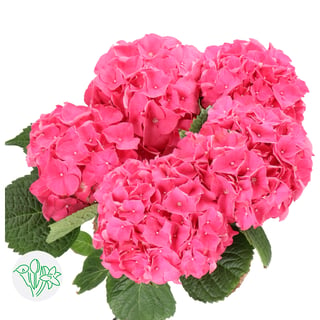 Hydrangea Rodeo Pink