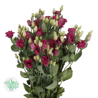 Lisianthus Double Arosa Red