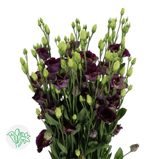 Lisianthus Bohemian Black Violet