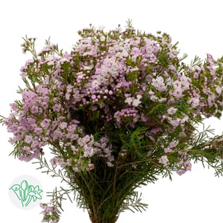 Waxflower Dancing Queen