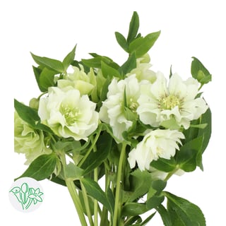 Helleborus Double Ellen White