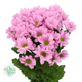 Chrysanth Spray Jolene