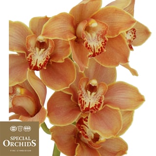 Cymbidium Mrs. Britney (Grower Pack)