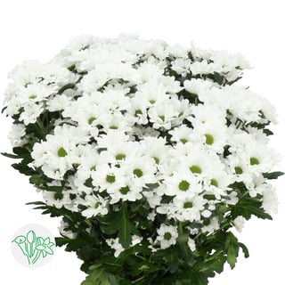 Chrysanth Santini Lassie