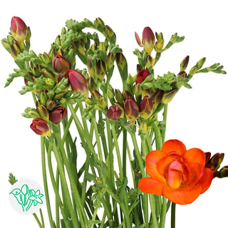 Freesia Double Mandarine