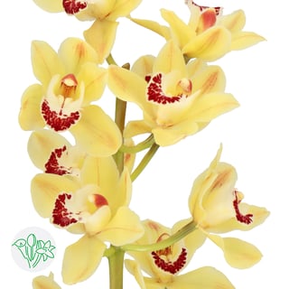 Cymbidium Mini Suzanne