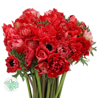 Anemone Fullstar Glory Red