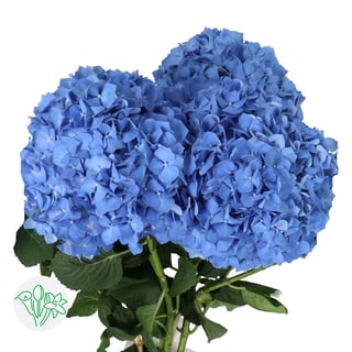 Hydrangea Pimpernel