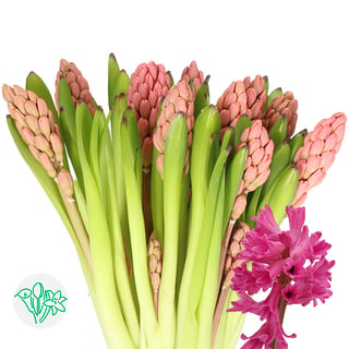 Hyacinthus Johanna