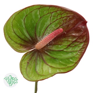 aglaonema buy Aglaonema 'Garnet Coltrane' 10"