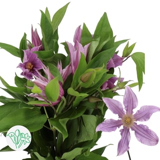 Clematis Amazing London