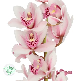 Cymbidium Mini Sabrina