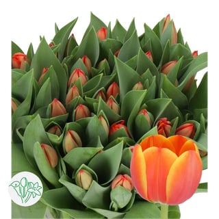 Tulip Ad Rem