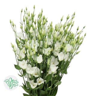 Lisianthus Botanic White