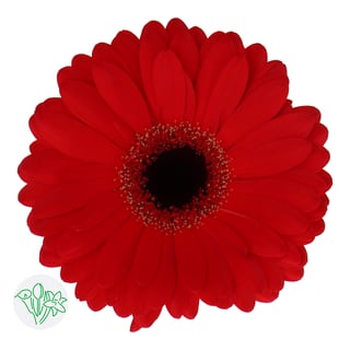 Gerbera Dynamic