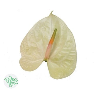 Anthurium | Holex Flower