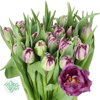 Tulip Double Python | Holex Flower