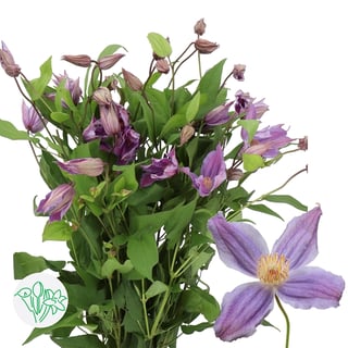 Clematis Amazing Geneva