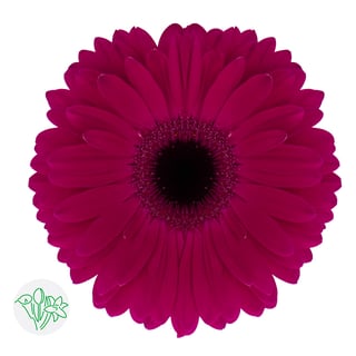 Gerbera Aladin