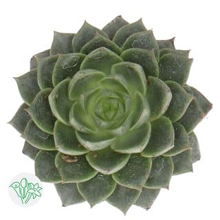 Echeveria Fabiola