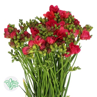 Freesia Double Expression