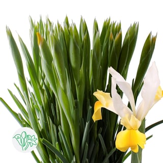 Iris Apollo