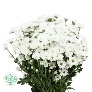 Chrysanth Santini Bouncer