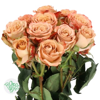 Rosa Spray Cappuccino
