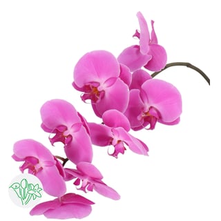 Phalaenopsis Victorian Princess
