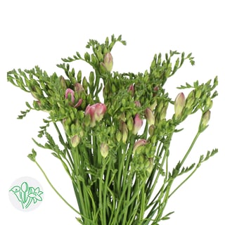 Freesia Double Honeymoon