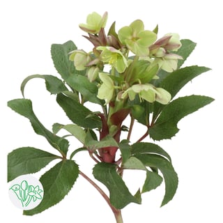 Helleborus Argutifolius
