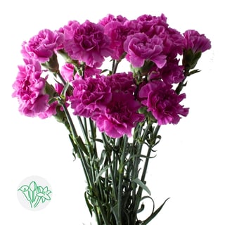 Carnation Farida