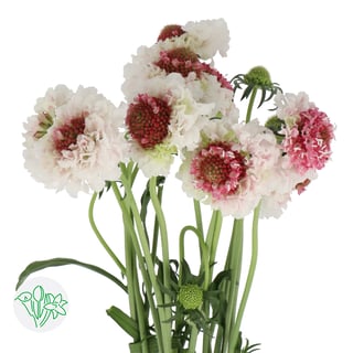 Scabiosa At Strawberry Hoop Scoop