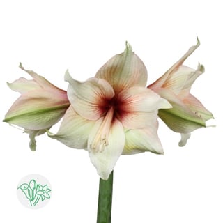 Amaryllis Mocca
