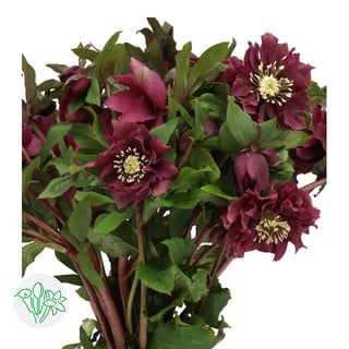 Helleborus Double Ellen Red
