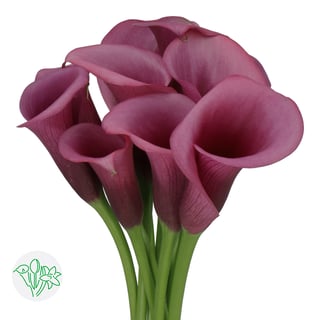 Calla Durban
