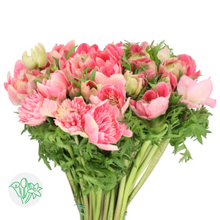 Anemone Levante Pink
