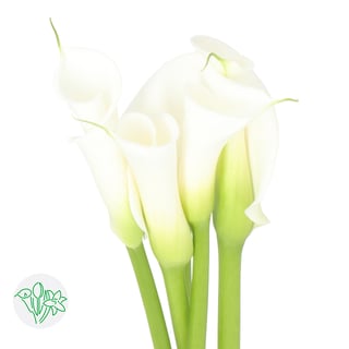 Calla Aethiopica Avalanche