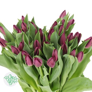 Tulip Zuzuki | Holex Flower