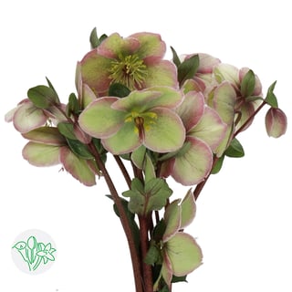Helleborus Baylis Blush