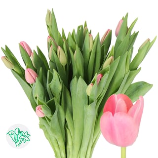Tulip Tresor