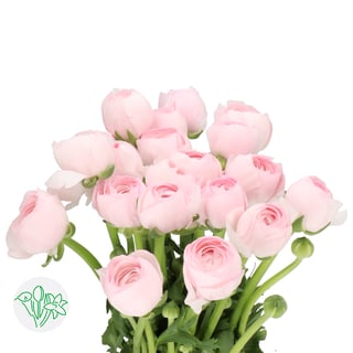 Ranunculus Cloni Lady Pink