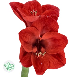 Amaryllis Liberty