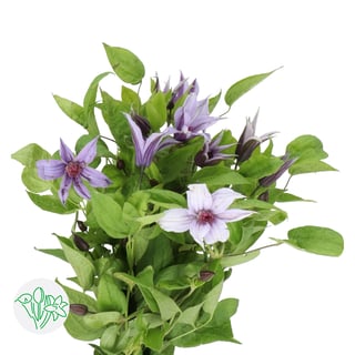 Clematis Amazing Havana