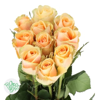 Rosa Alchemy