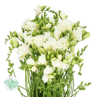 Freesia Ambiance