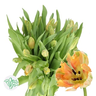 Tulip Parrot Apricot Parrot