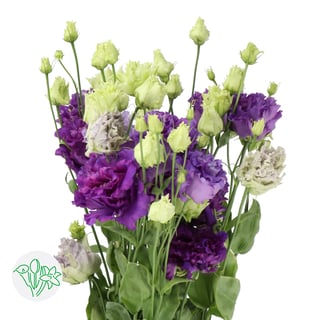 Lisianthus Double Alissa Blue
