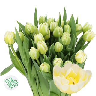 Tulip Double Flaming Evita | Holex Flower