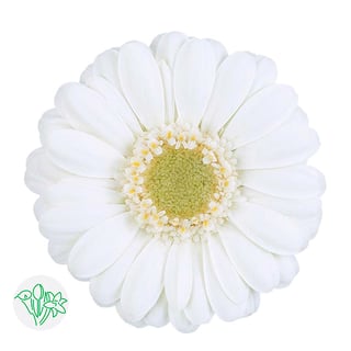 Germini Albino